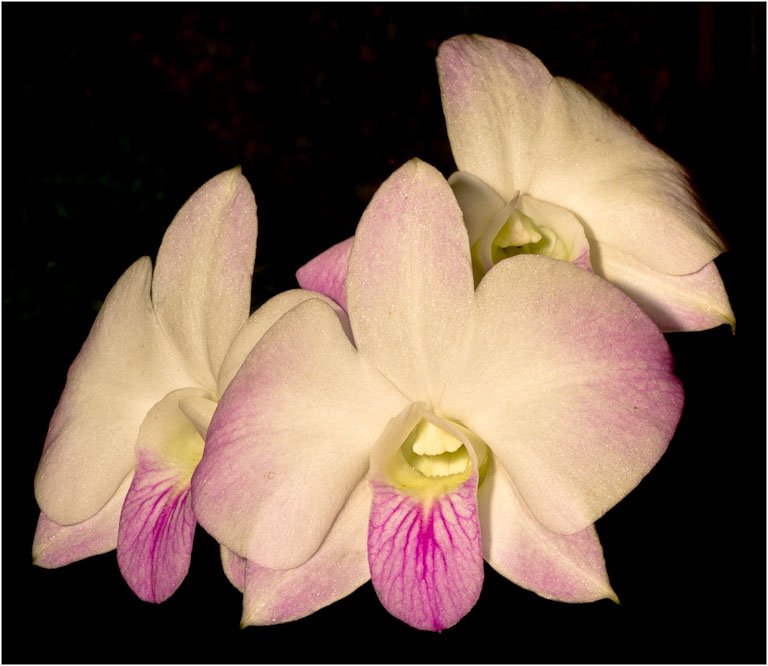 White and purple Orchid